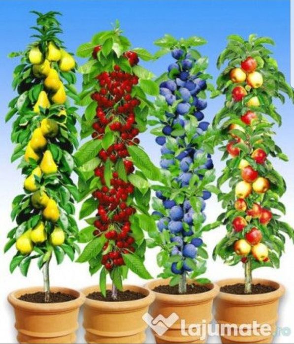 Pomi Fructiferi Columnari