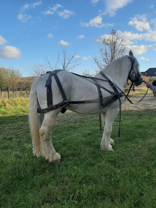 Cai de vanzare volovăţ