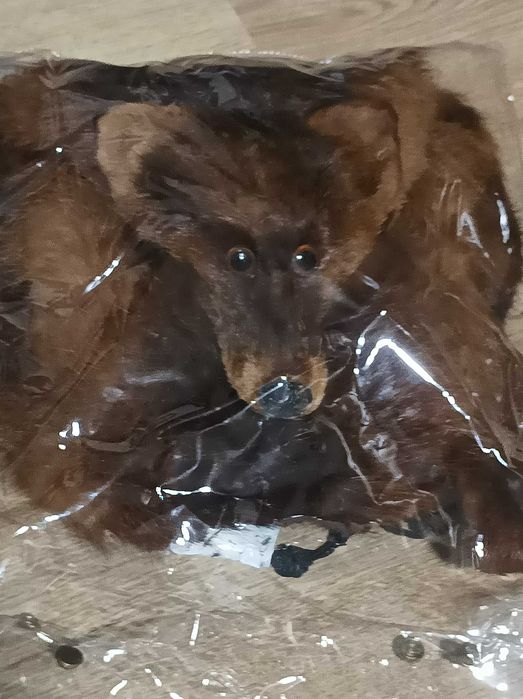 Guler de blana vulpe nordica