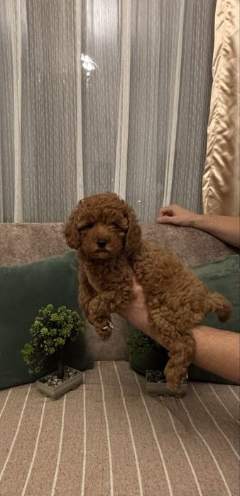 Той Пудел 100% ТОЙ