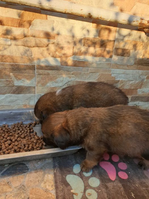 Donez/ ofer spre adoptie catei