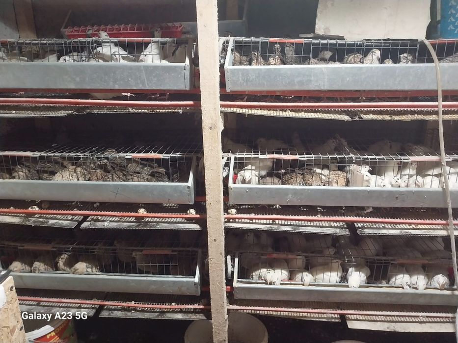 Prepelițe gigant polar, japoneze și jumbo gold