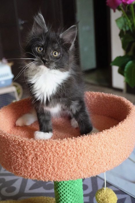 Мейнкун девочка, ласковая, яркая.