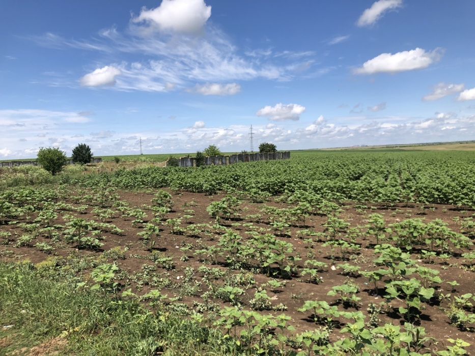 Teren de vanzare/Parcela de 5000mp la 12 km de TM in Dudesti Noi