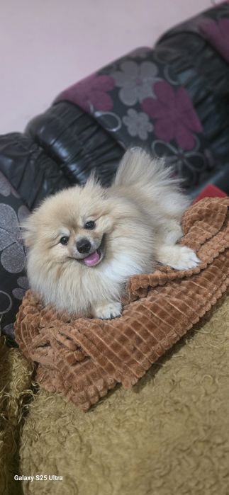 Шпиц-Померан продавам