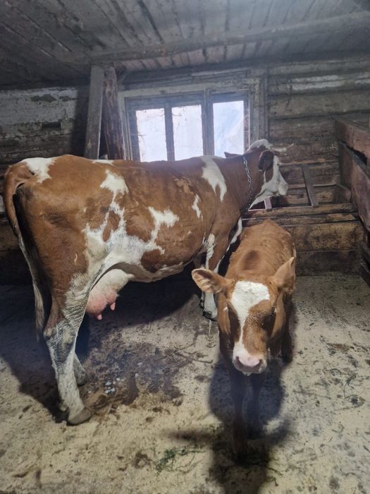 Vând vacă bălțată românească cu vițică de 2 luni