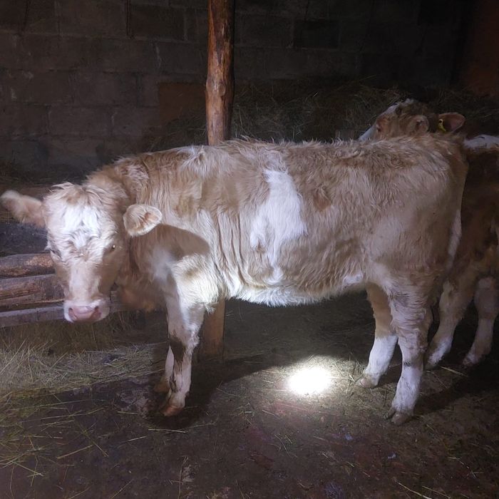 Тёлочка подсосная 6 мес жирная