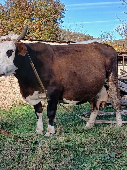 Vând schimb cu vaci sau viței de taiere vaca cu lapte gestanta