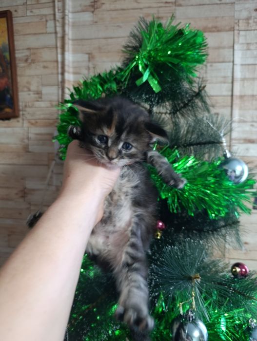 Готовятся к продаже котята Мейн-куна