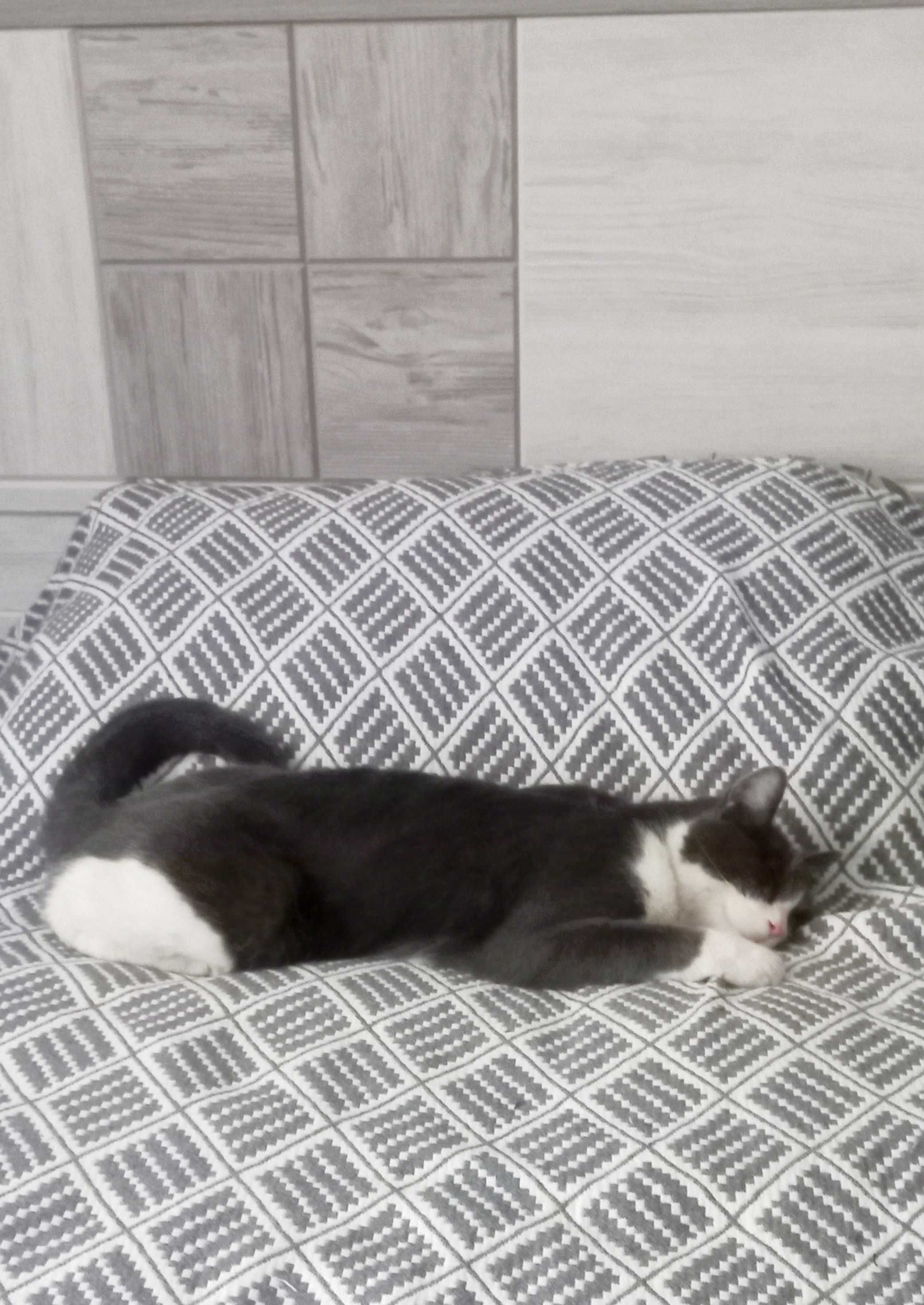 Отдам даром кошку