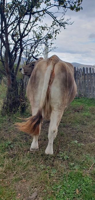 Bovine de Vânzare în Golu Grabicina