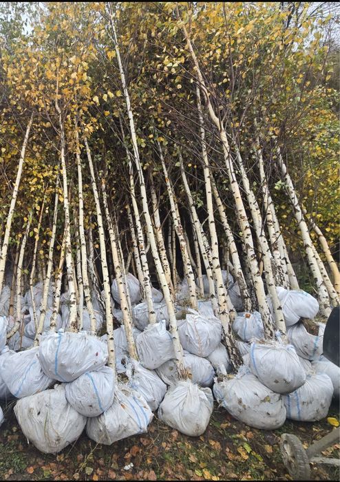 Mesteacan alb decorativ