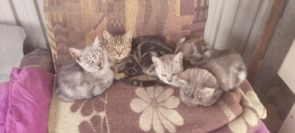 Отдам котят в добрые руки
