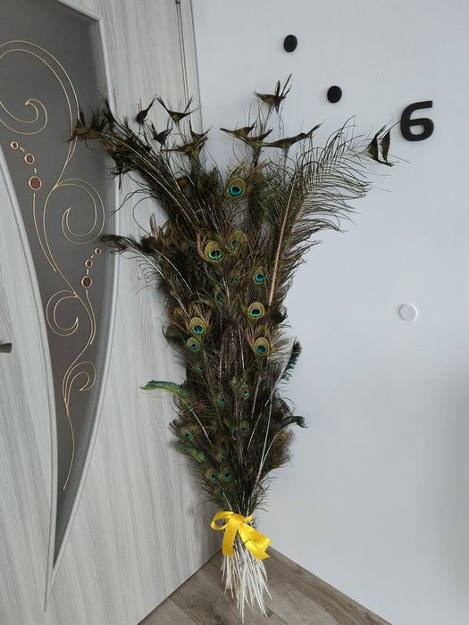 Pene de păun standard