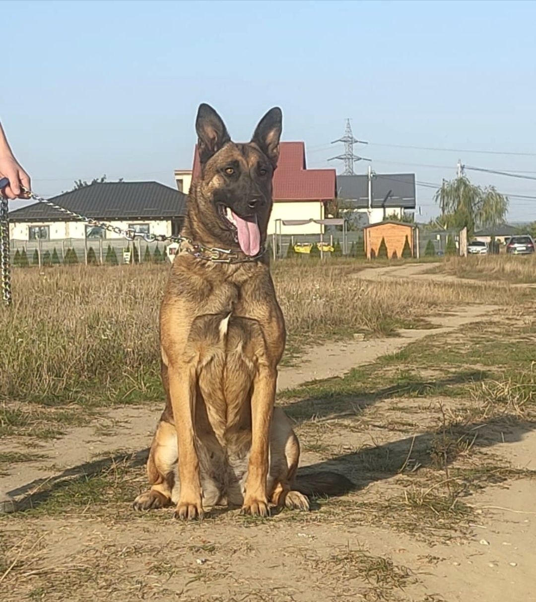 Vând cătea ciobănesc belgian malinois