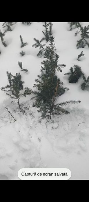 Puieti molid brad larice pin se oferă factura certificat proveniență