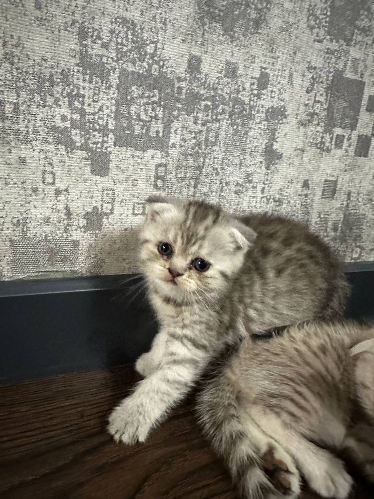 продаютя котята скотиш фолд и страйт