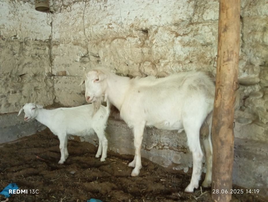 Така сотилади(эчкини эркаги)