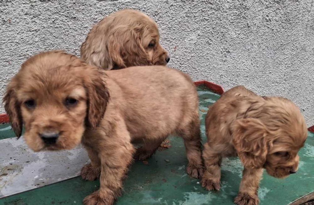 Английски кокер шпаньол куценца чистокръвни