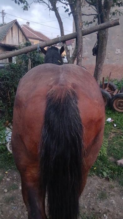 Vind minz de 1.7 luni invățat la ham