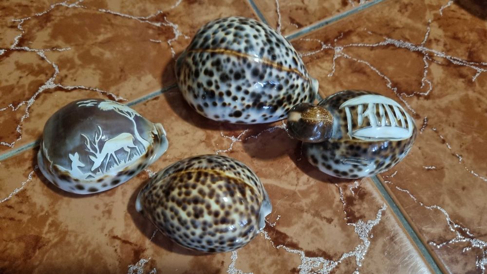 Scoici pentru colectie