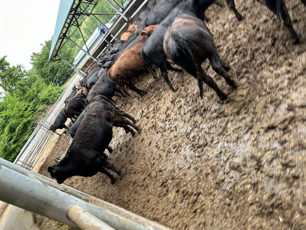 Vand vitele angus