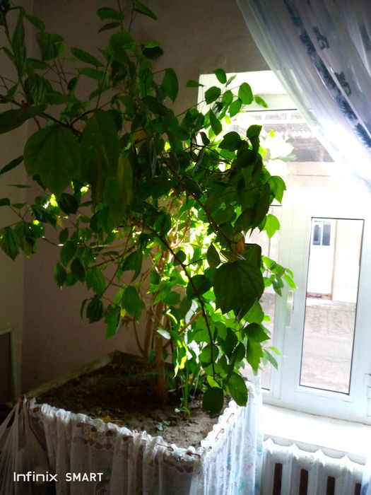 Гул китайский роза