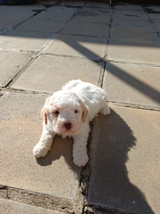 Лагото Романьоло