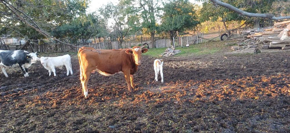 Vând vaci și viței