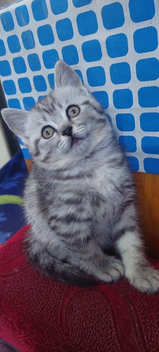 Котята британцы город Шымкент
