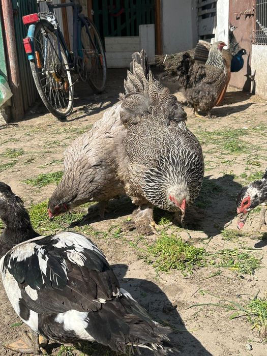 Oua incubat găini brahma