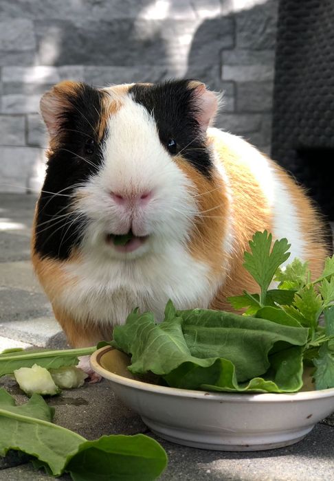 Cazare animale mici de companie