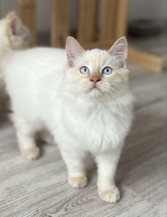 Motănel Ragdoll Flame Point