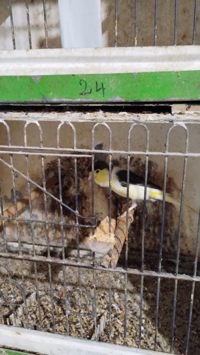 Vând canari masculi și femele