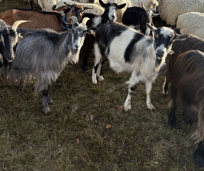 Vand 12 capre si un țap