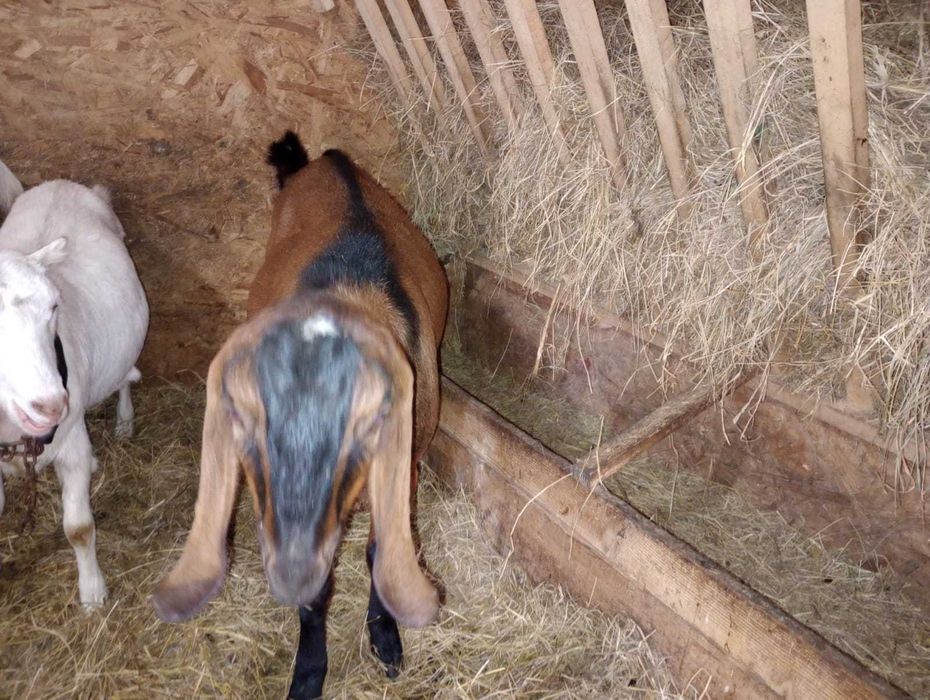 Vand tap anglonubian