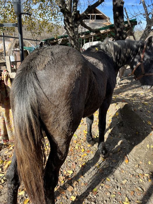 Mânză un an jumate