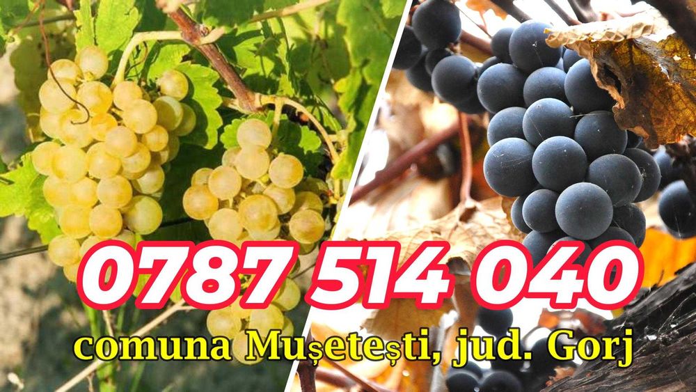 Struguri - 3,5 lei / kilogram