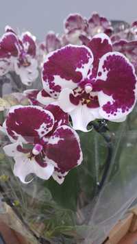 Орхидеи фаленопсис