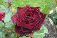 Саженцы чайно-гибридная роз. Роза многократно цветущий кустарник
