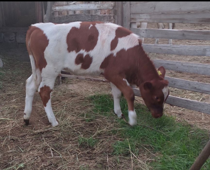 Бұзаулар сатылады