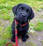 Labrador retriever  1000 lei