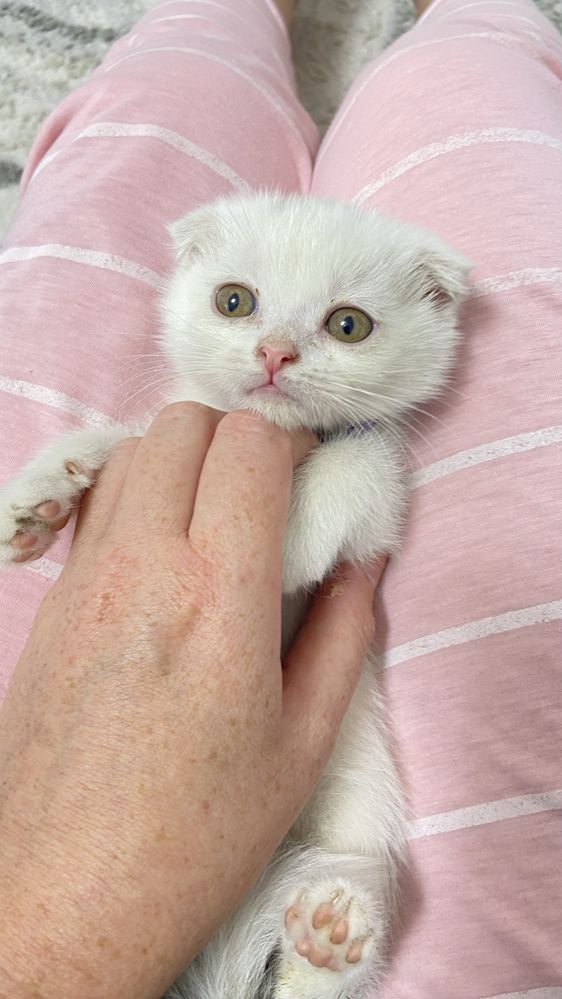 Котята от правильной вязки  фолд