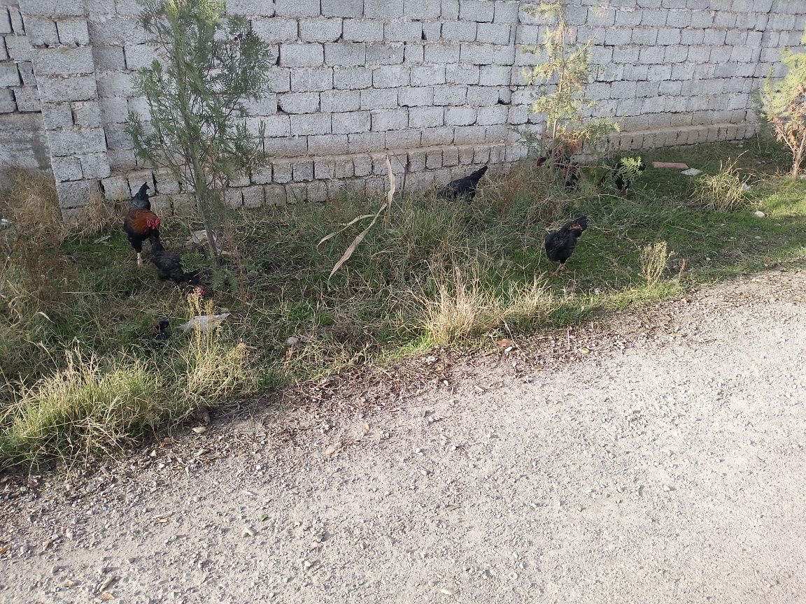Damashni Tovuqlar