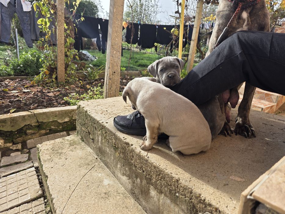 Кане корсо чистокръвни