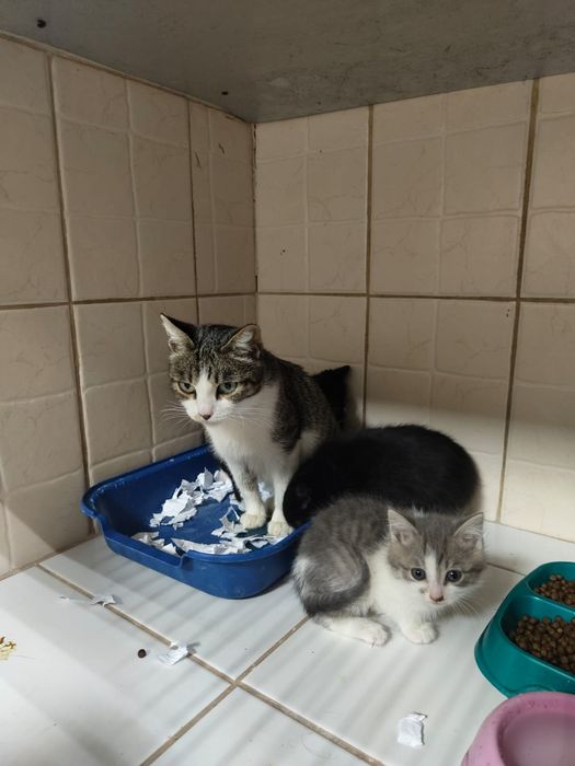 Отдадим котят в хорошие руки