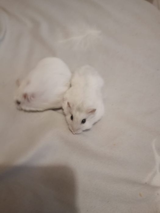 Pereche de hamsterii