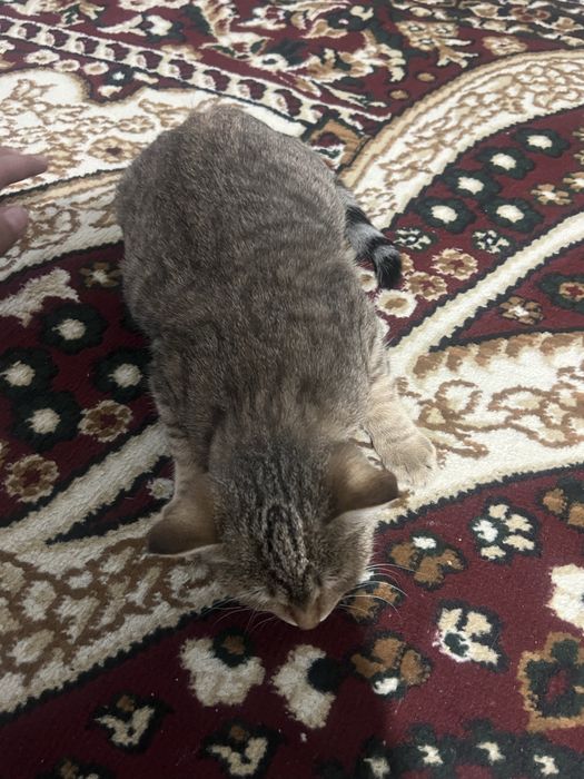 Mushuk sotiladi qz bola