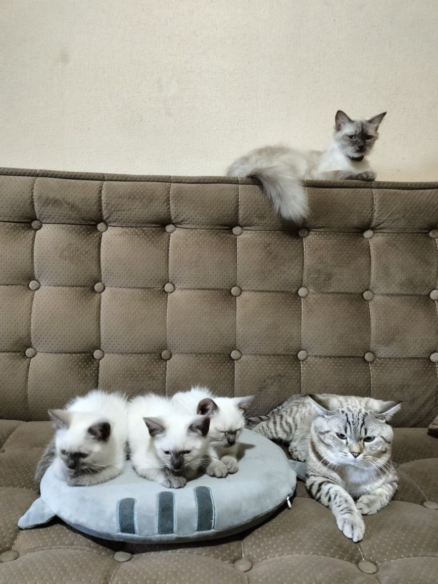 Продаются котята