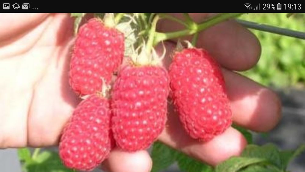 Nuci Chandler Prun galben.Alun.Ciresi.Mar.Prun.Migdal. Aronia.Soc.Tei.